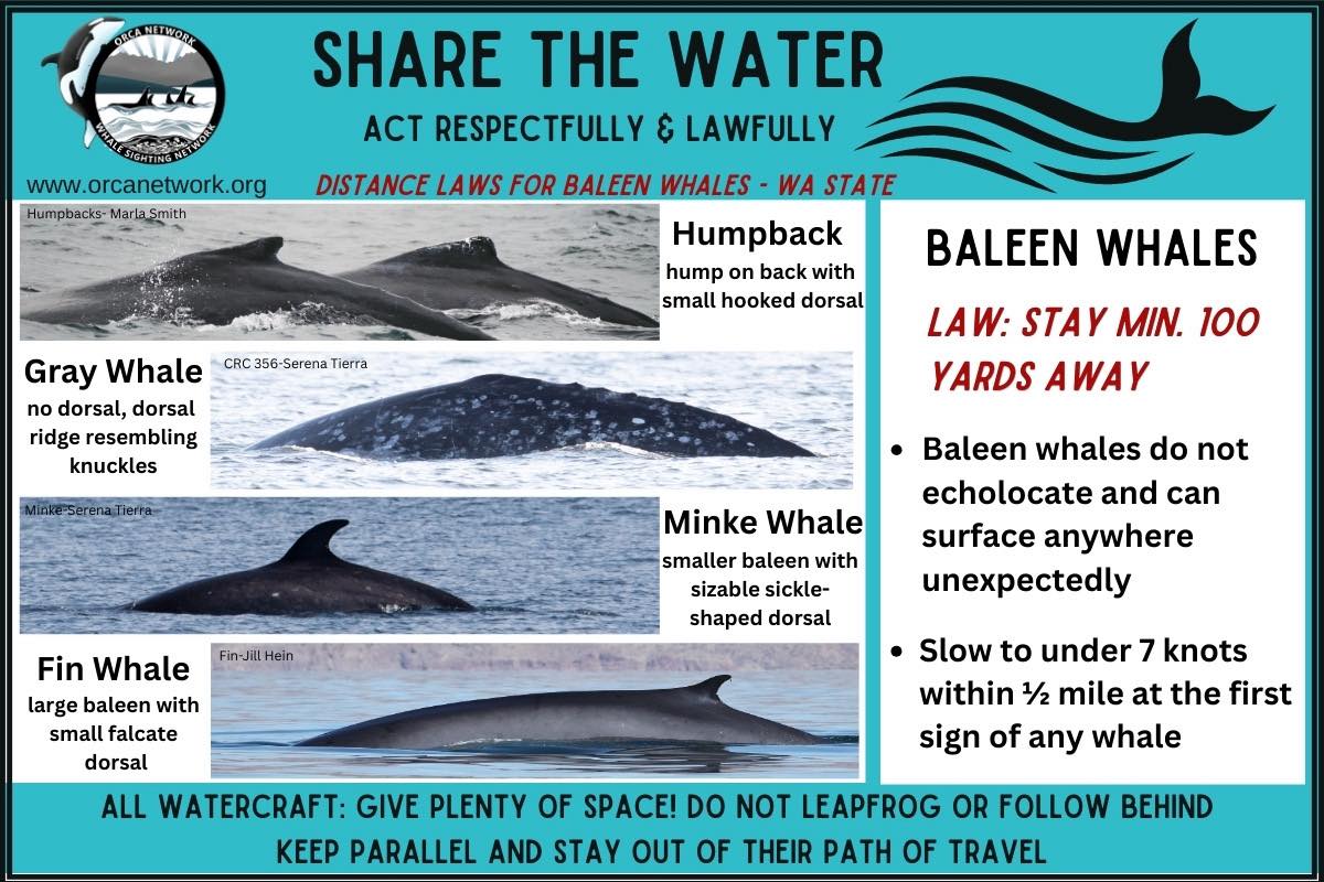 Orca Network - Humpback reported near Orcas Island, from... | Facebook
