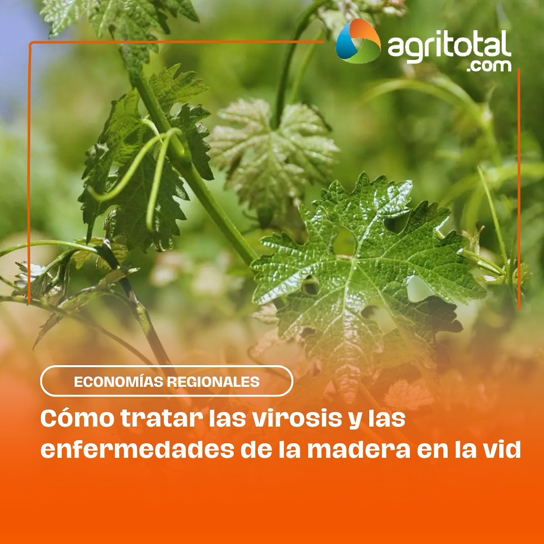 Agritotal.com - 📌 Cómo tratar las virosis y las... | Facebook