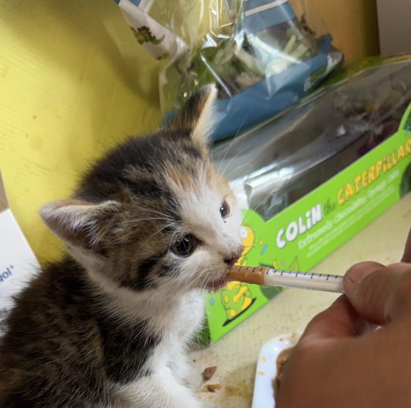 Stray Cat Rescue - Stray Cat Rescue Team West Midlands.