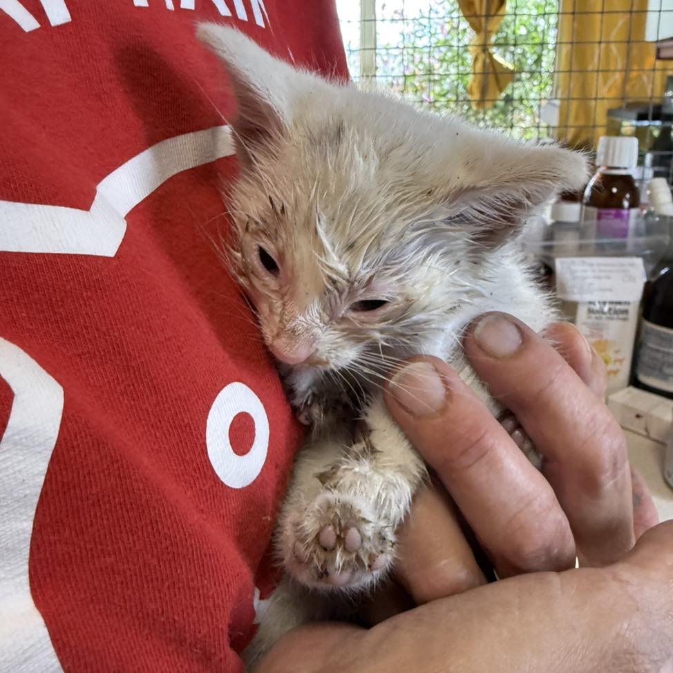 Stray Cat Rescue - Stray Cat Rescue Team West Midlands.