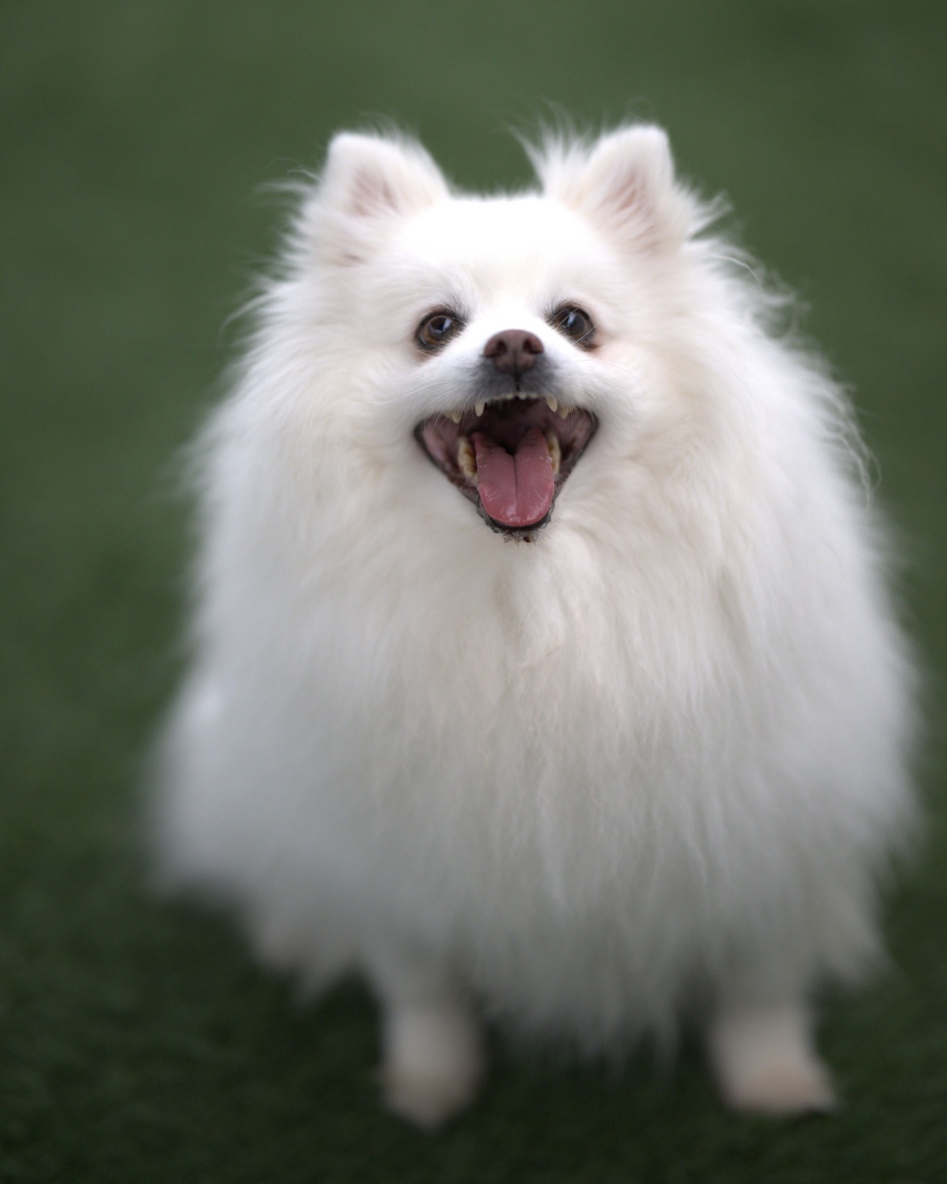 Adoption First Animal... - Adoption First Animal Rescue