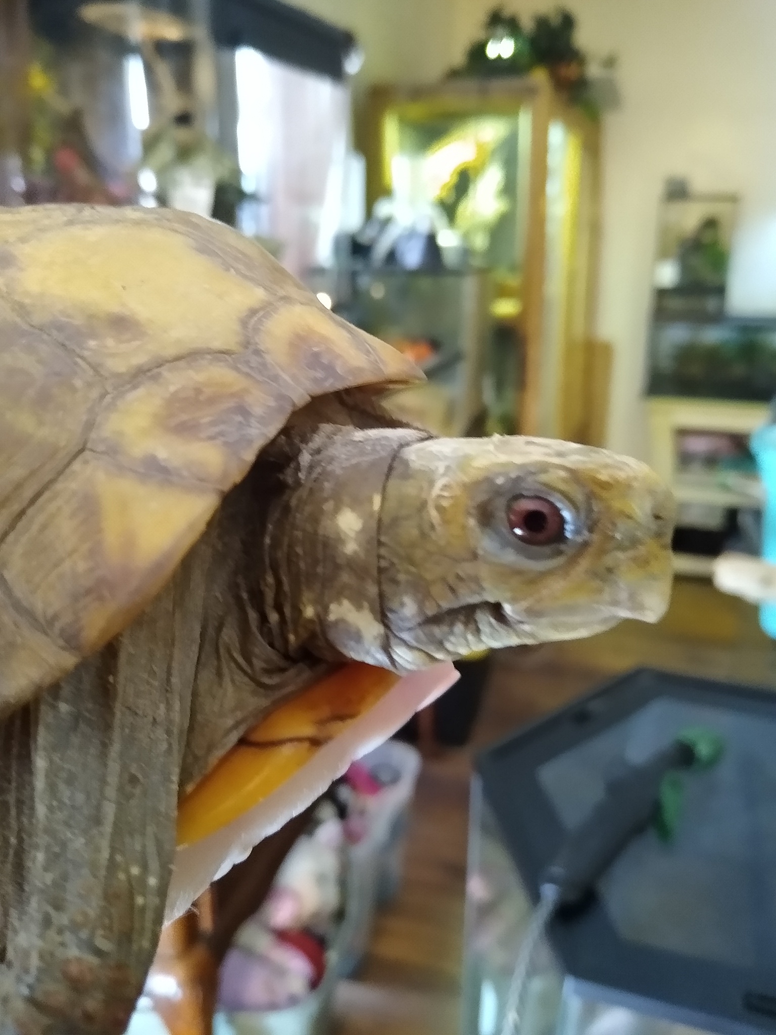 This... - Southern Arizona Reptile Rescue & Education | Facebook