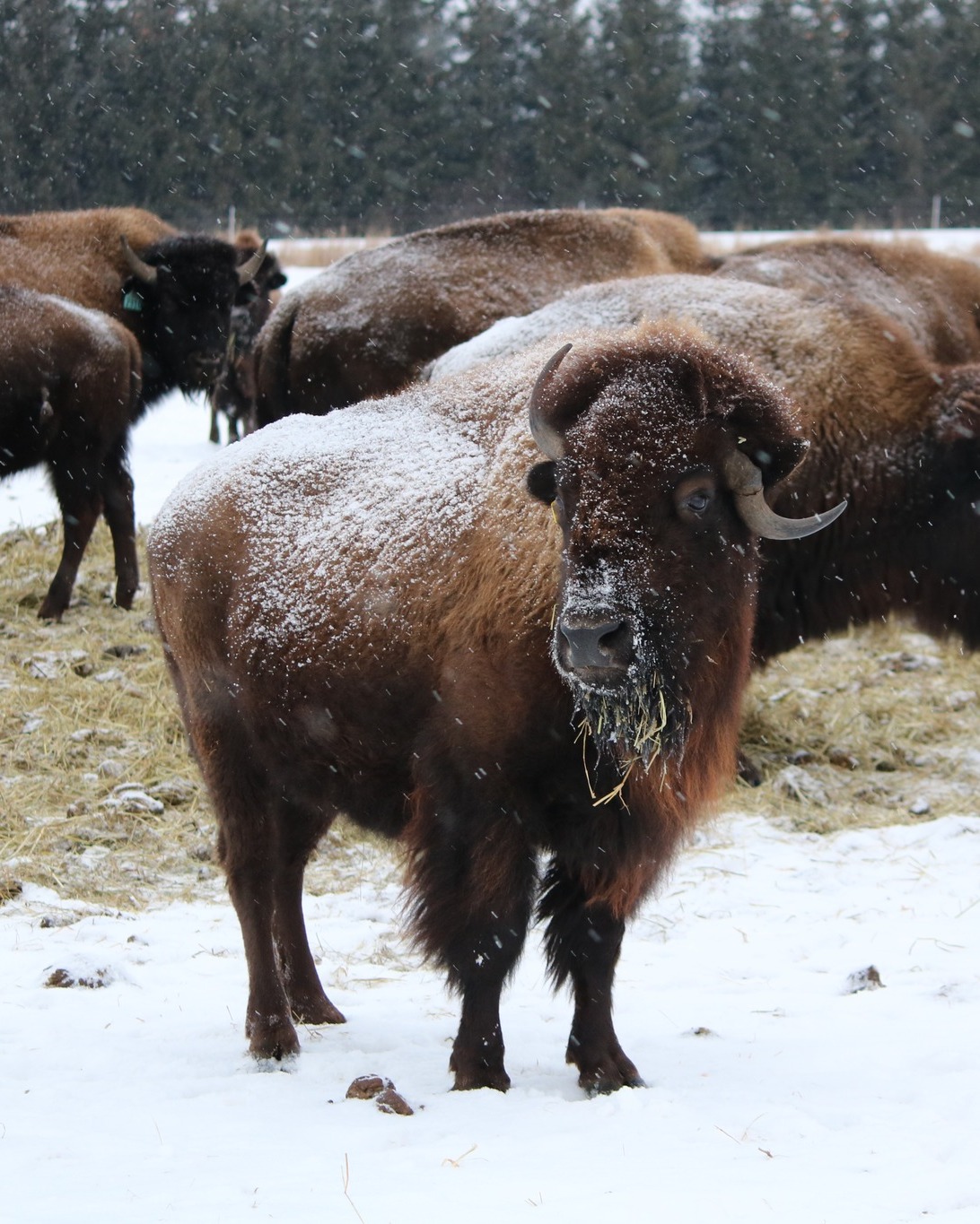 Great Northern Bison Ranch - We know the big boys always get featured ...