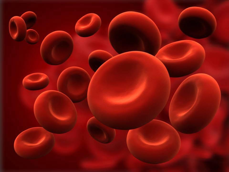 Belgian Society on Thrombosis & Hemostasis (BSTH) | Leuven