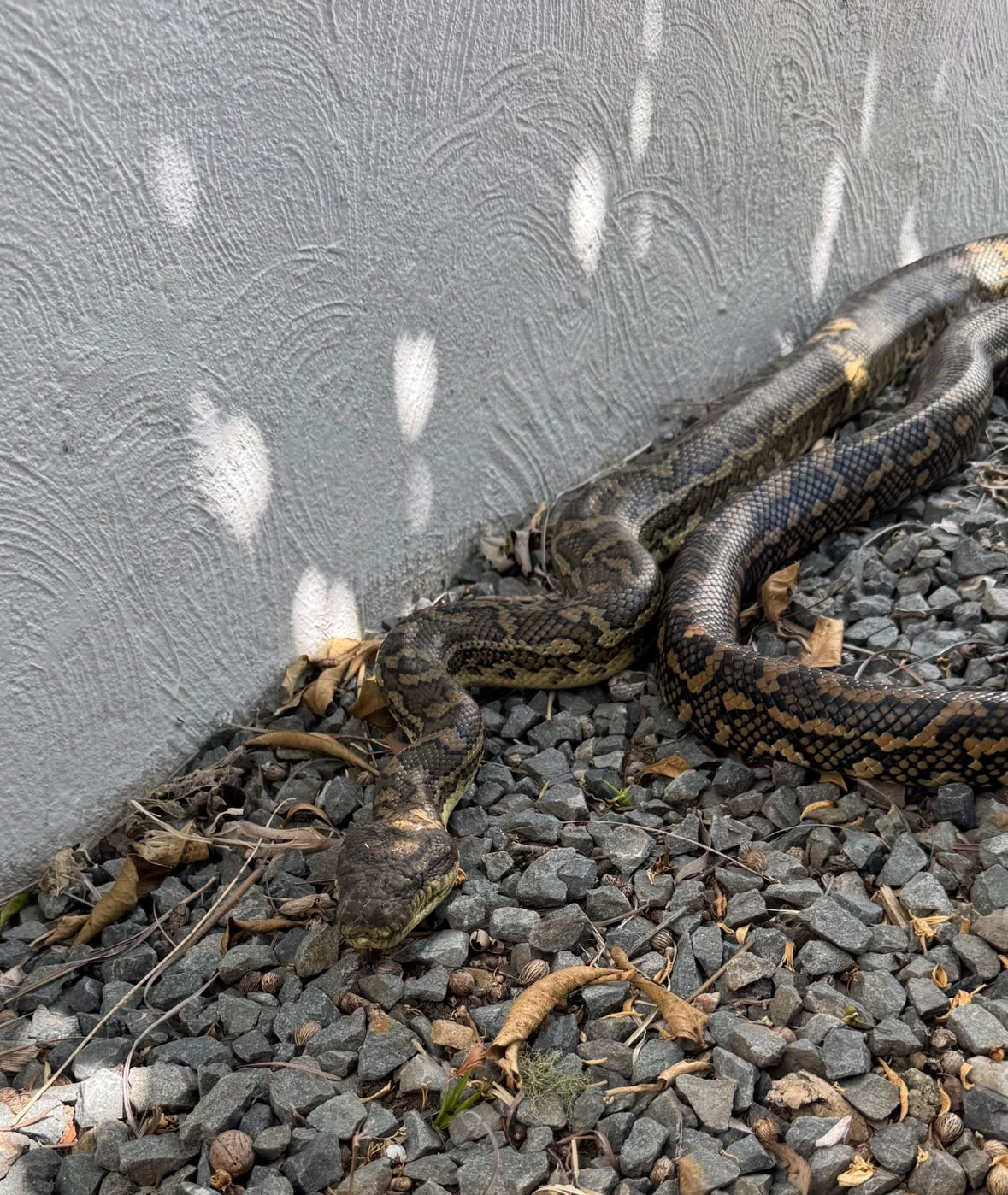 Hudson - Carpet Python from Tallai 🐍 24/7 Rapid Response Gold Coast and ...