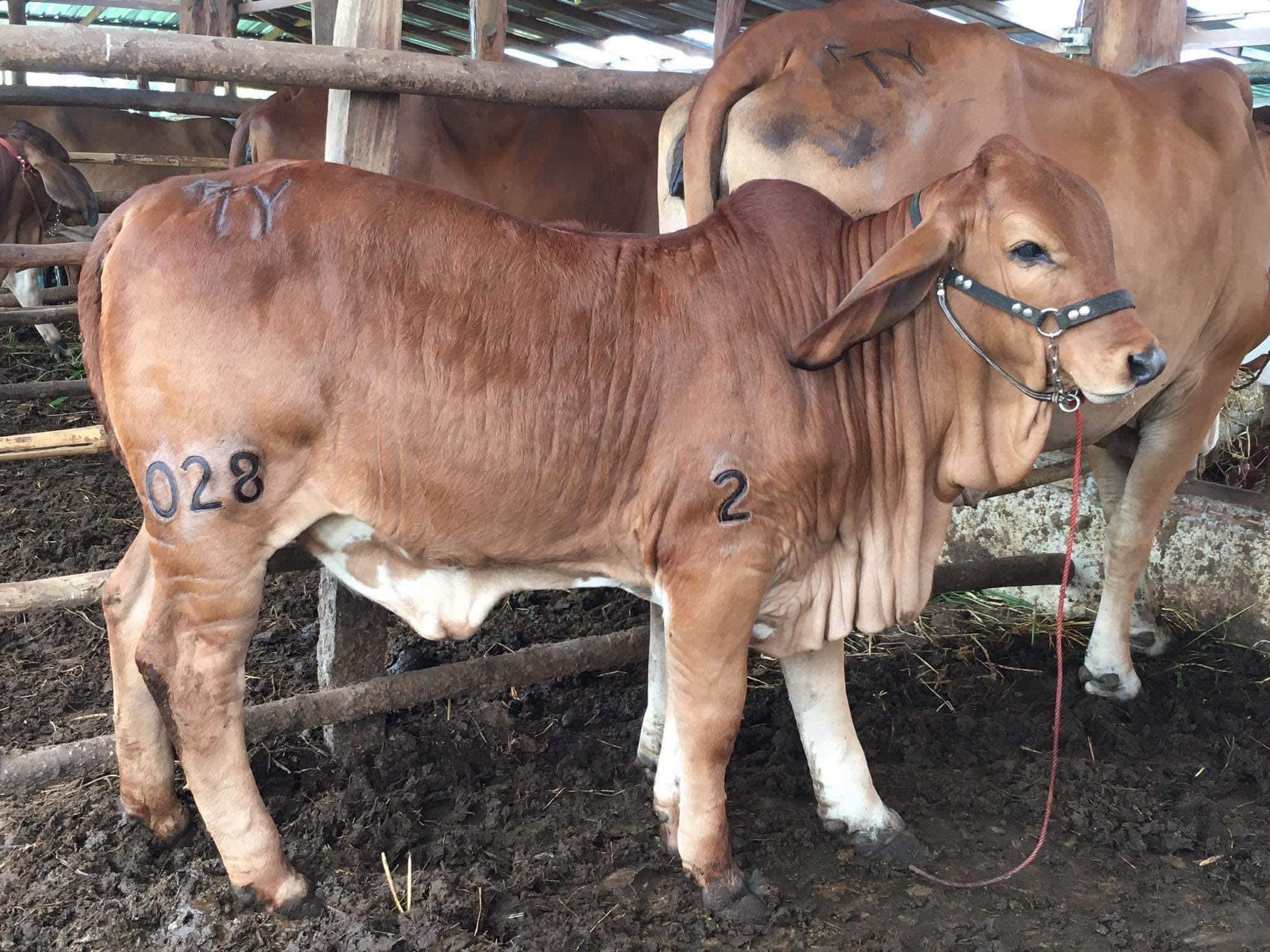 มยุรีฟาร์ม Mayuree Farm | Khon Kaen