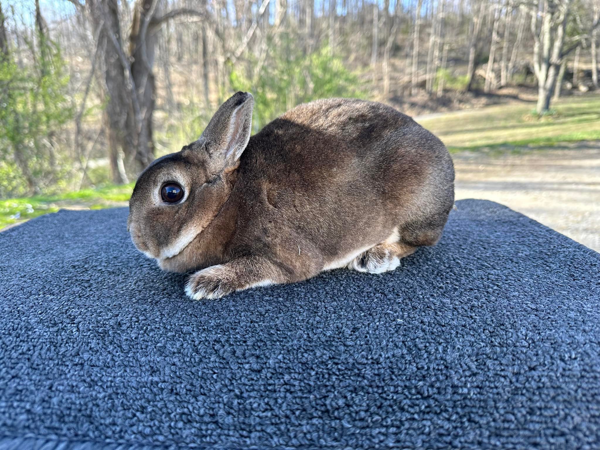 Pixie Rex Rabbits | Facebook