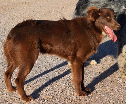 Iron Side Ranch Australian Shepherds | Marana AZ