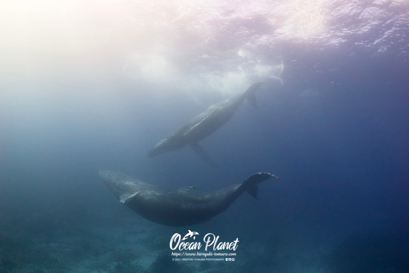OCEAN PLANET / Hiroyuki Tomura Photography