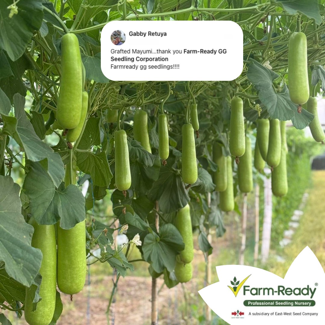 Farm-Ready GG Seedling Corporation - Si Ka Ronel Jimenez ay nakaaani ng ...