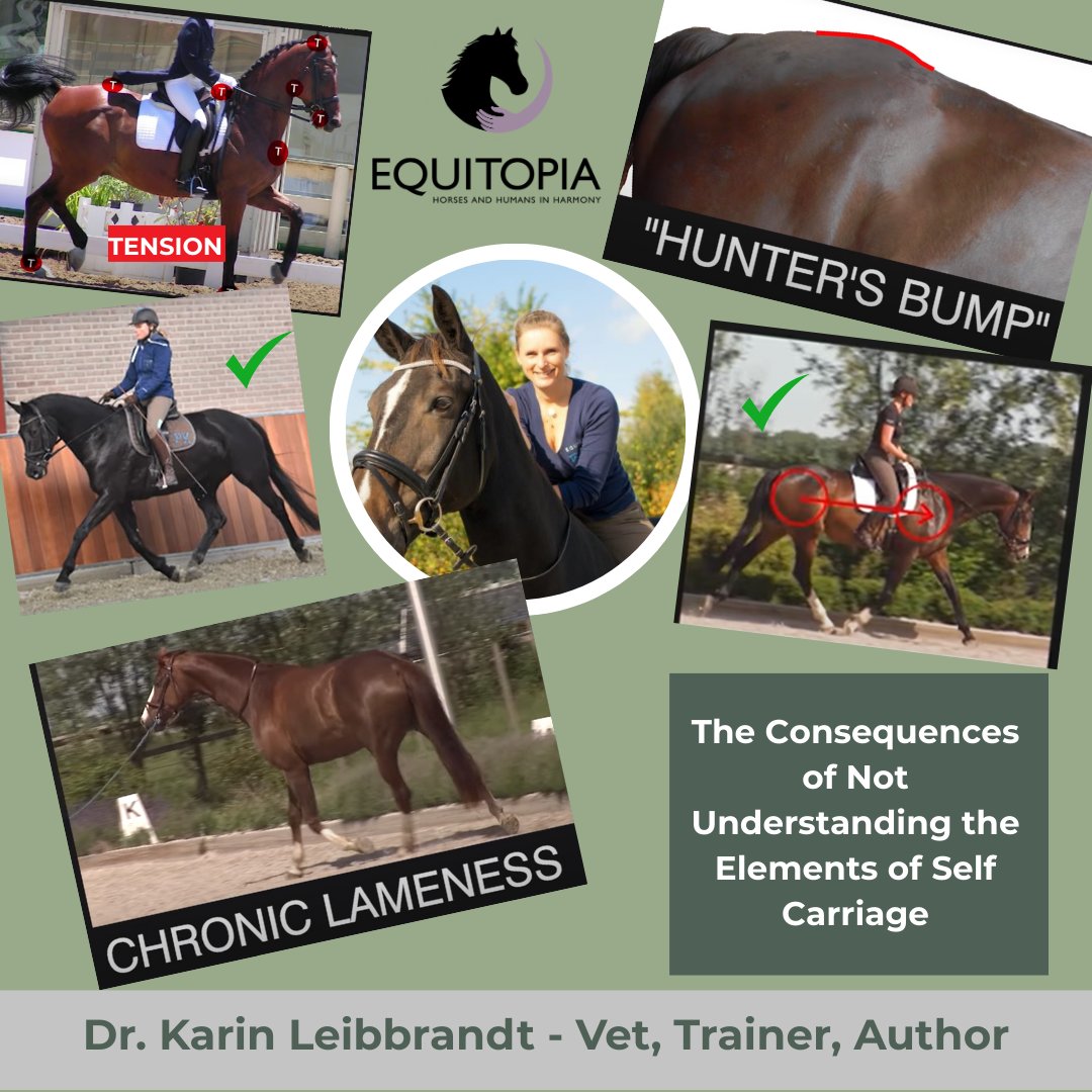 Equitopia - A Modern Approach to Horses: Learning, Reflecting, and ...