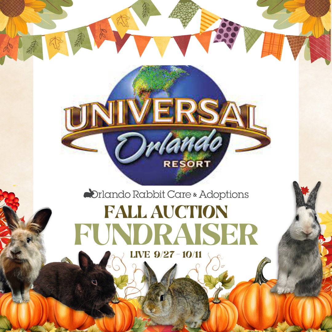 Orlando Rabbit Care & Adoptions | Longwood FL