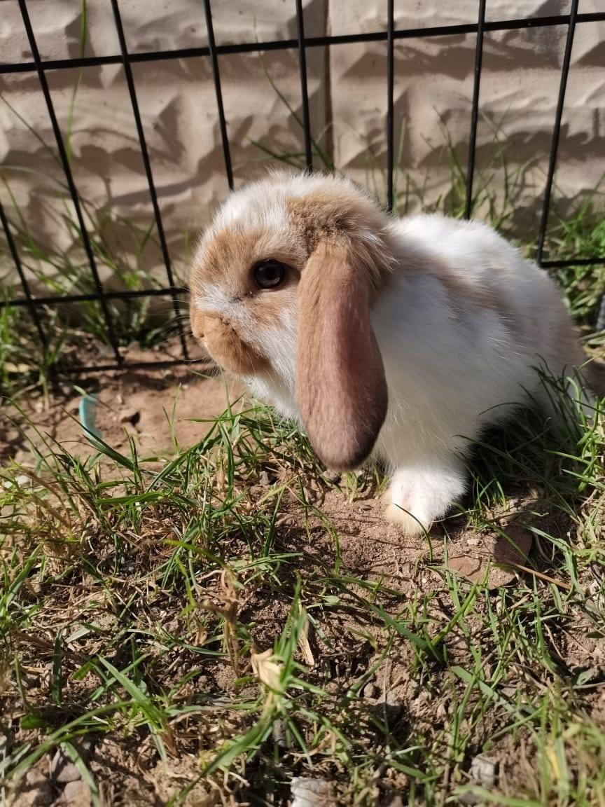 Rabbit uae