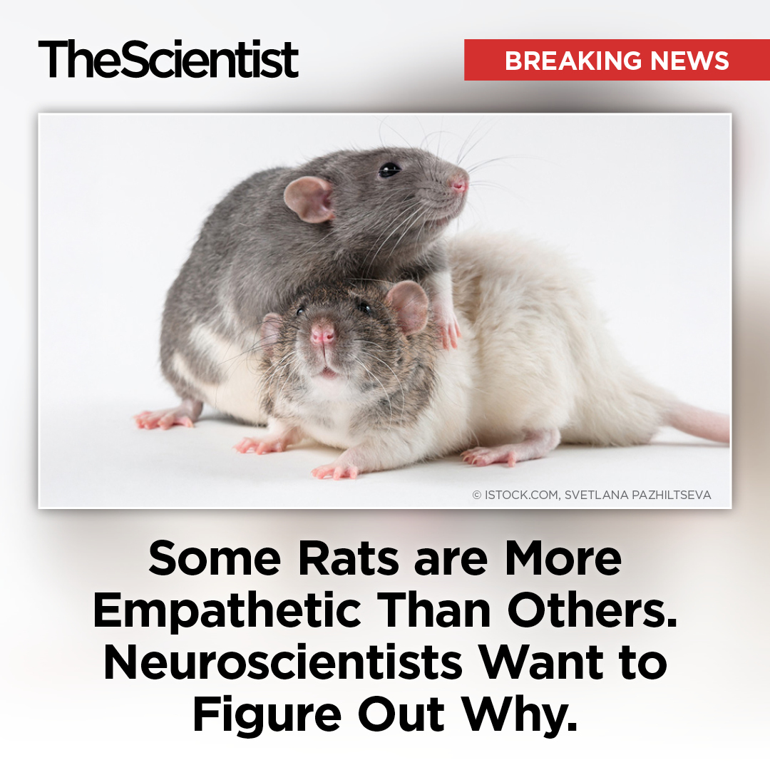 The Scientist - Just like people, some rats are more... | Facebook