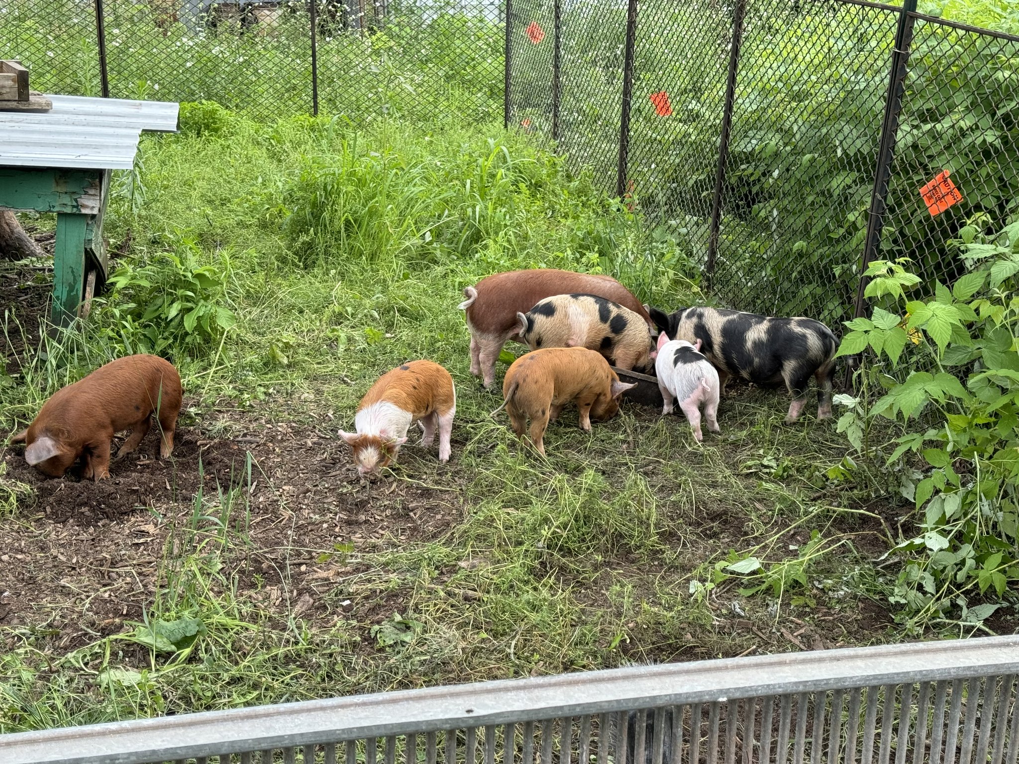 Faber - Have you thought about raising your own pigs over the summer ...
