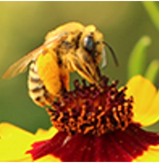 James - It's official! World Bee Day is May 20, 2025. Let's celebrate ...
