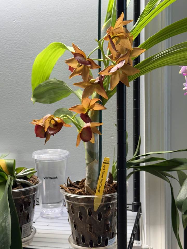 Taiwan gold 'orange' orchid blooms