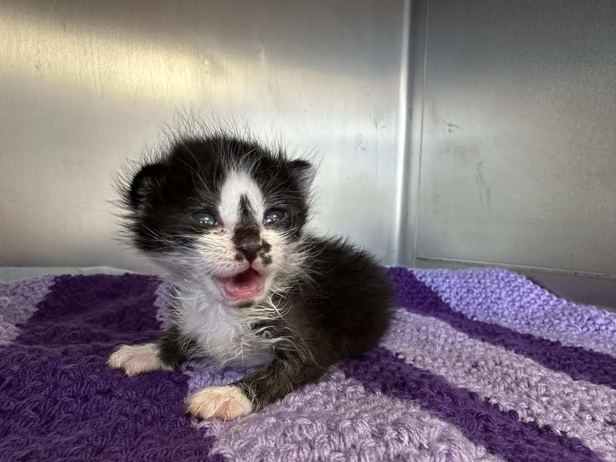 Dalis - This little two week old kitten was found outside someone’s ...
