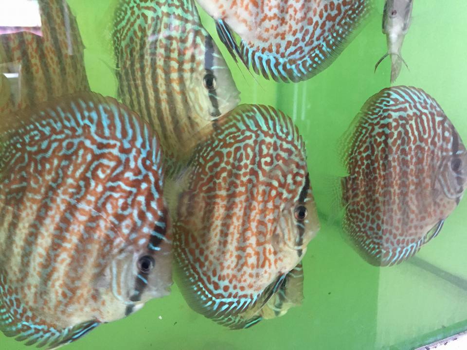 Goh Discus India - Home