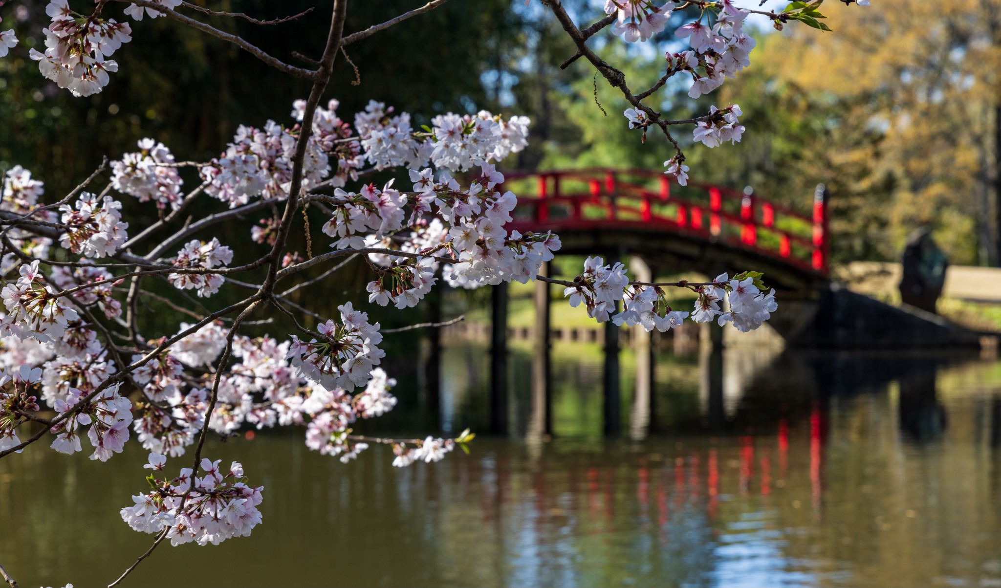 ソクマシュー 縁日 Celebrate spring with Memphis Botanic Garden's cherry blossom picnic