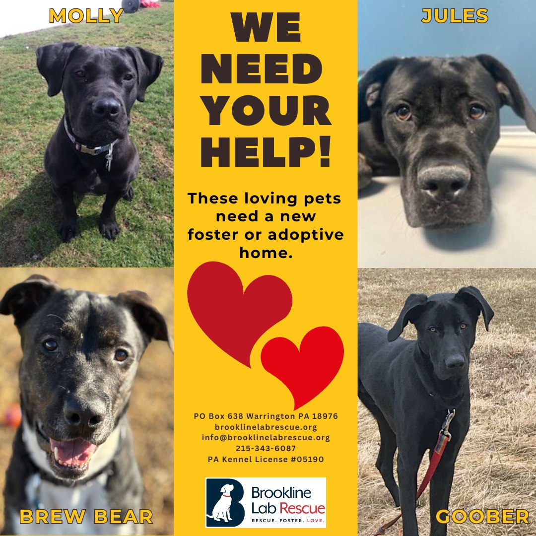 Brookline Labrador Retriever Rescue | Warrington PA