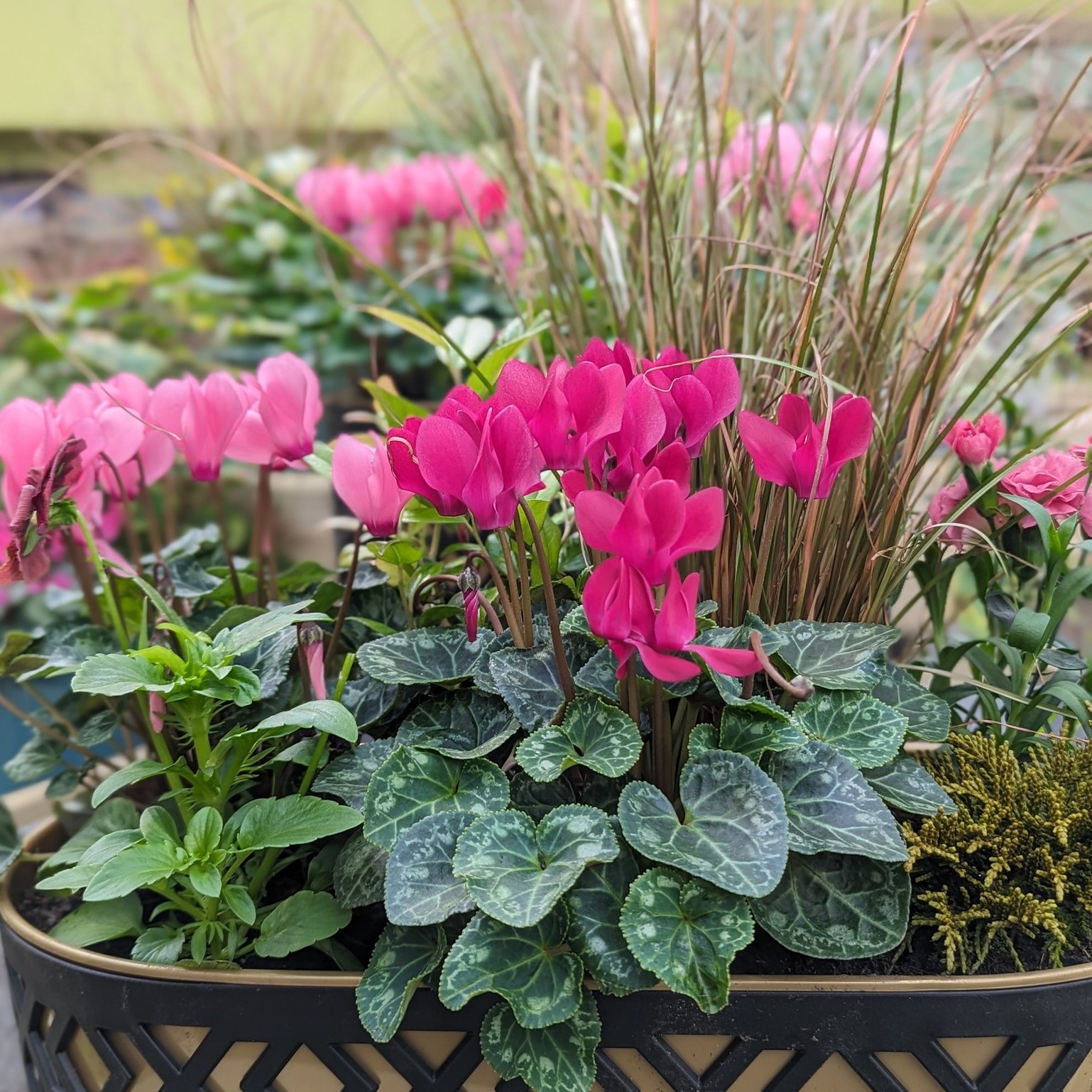 Our 'Plant of the Month' this... - Monkton Elm Garden Centre