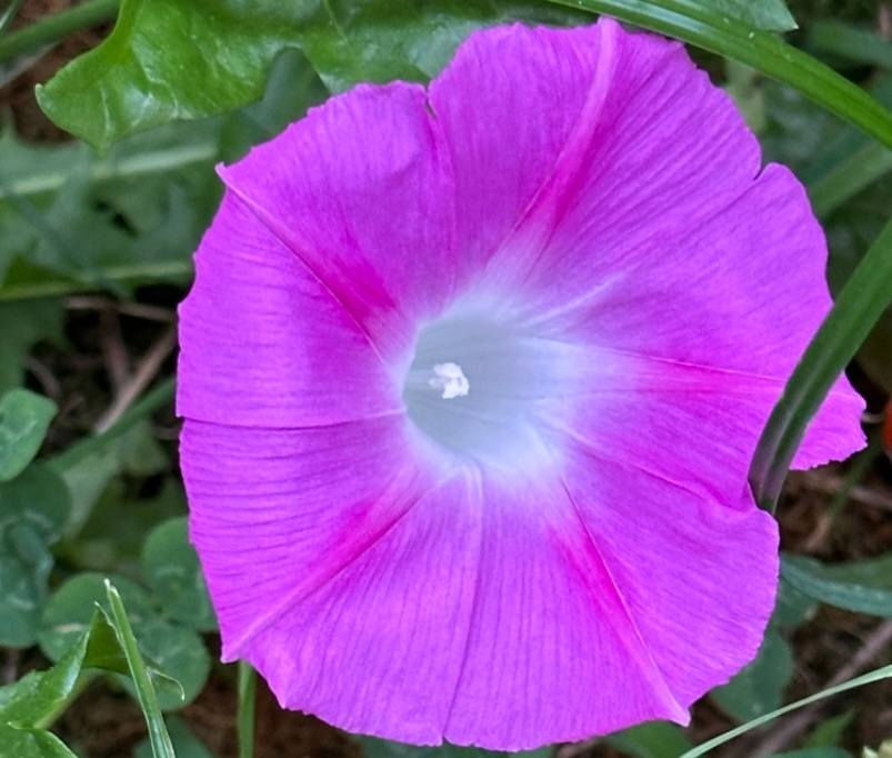 Heavenly Blue Morning Glory - Ipomoea Purpurea | Non-GMO Flower Seeds