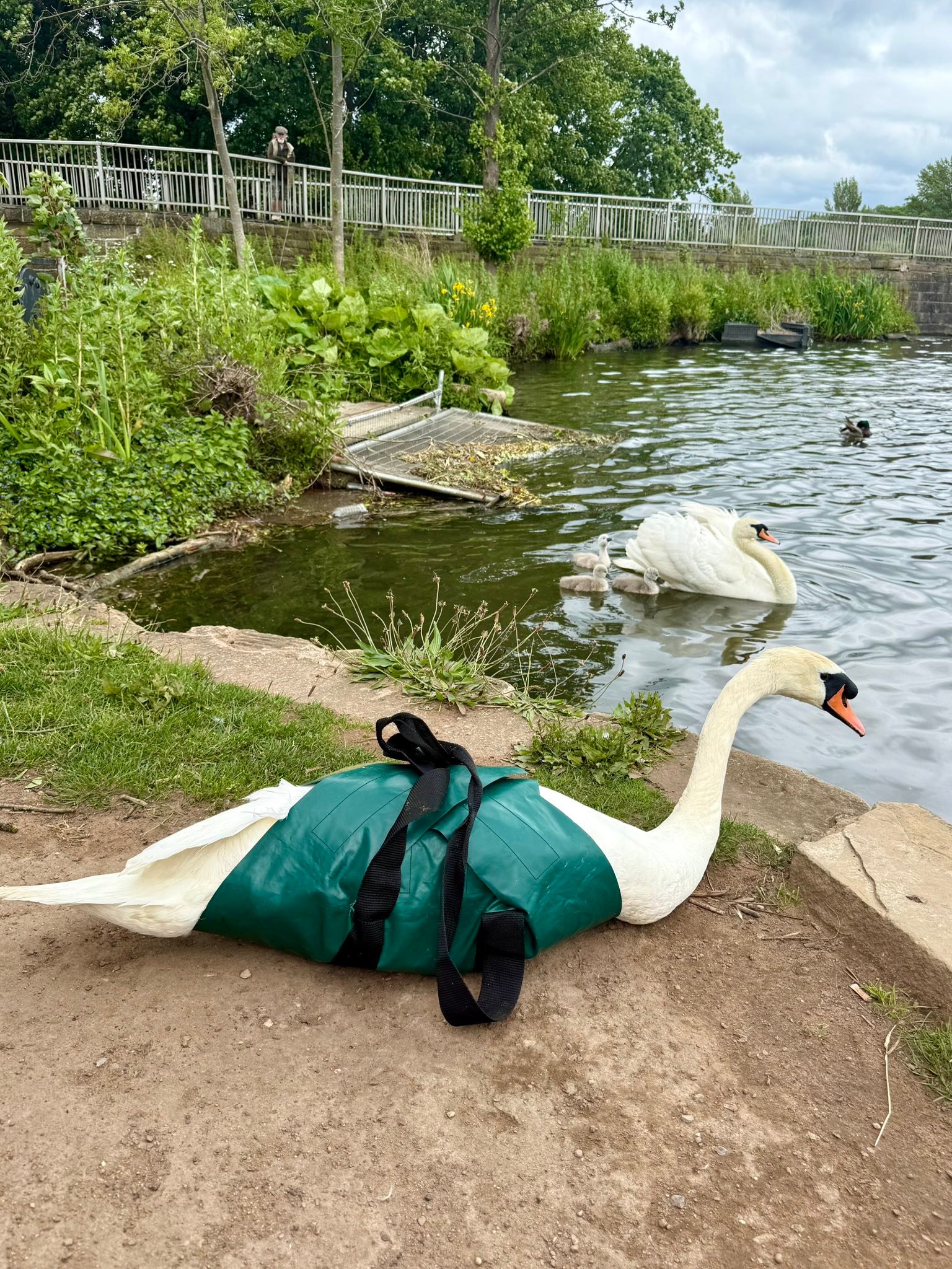 Yorkshire Swan... - Yorkshire Swan & Wildlife Rescue Hospital
