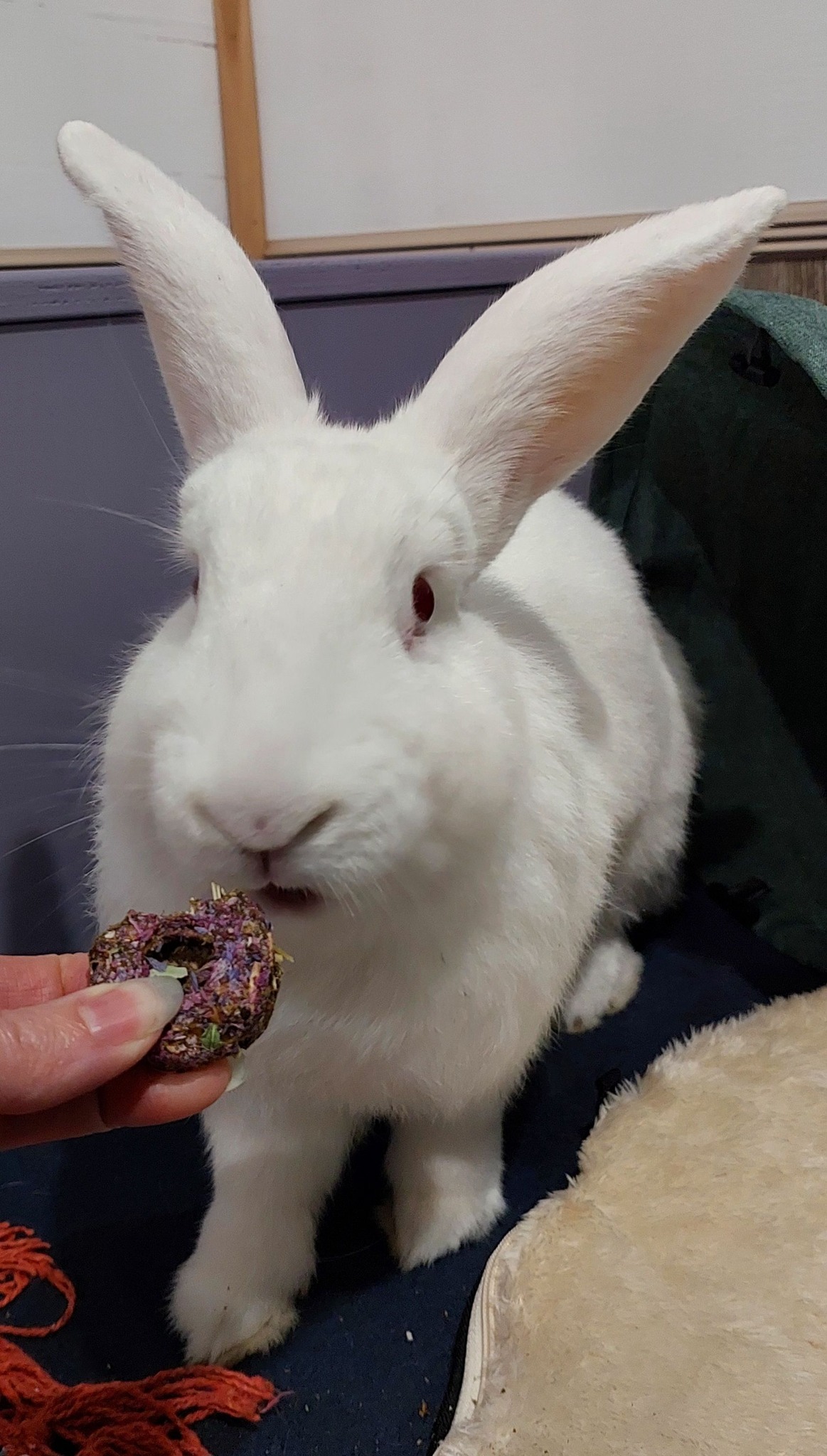 🐰 Remember the saga of the... - Wellington Rabbit Rescue | Facebook