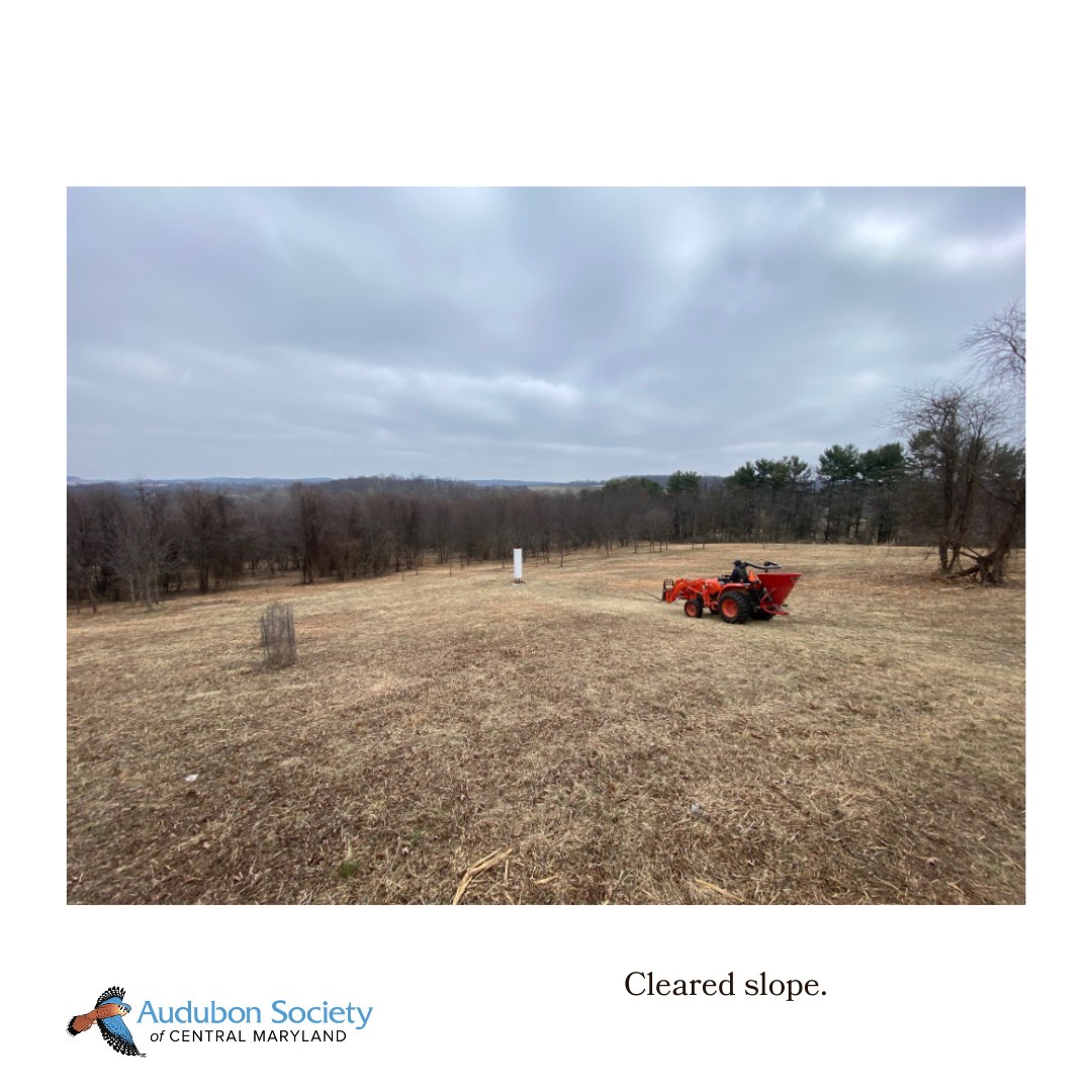 Restoring shrubland bird habitat at Audrey Carroll Sanctuary