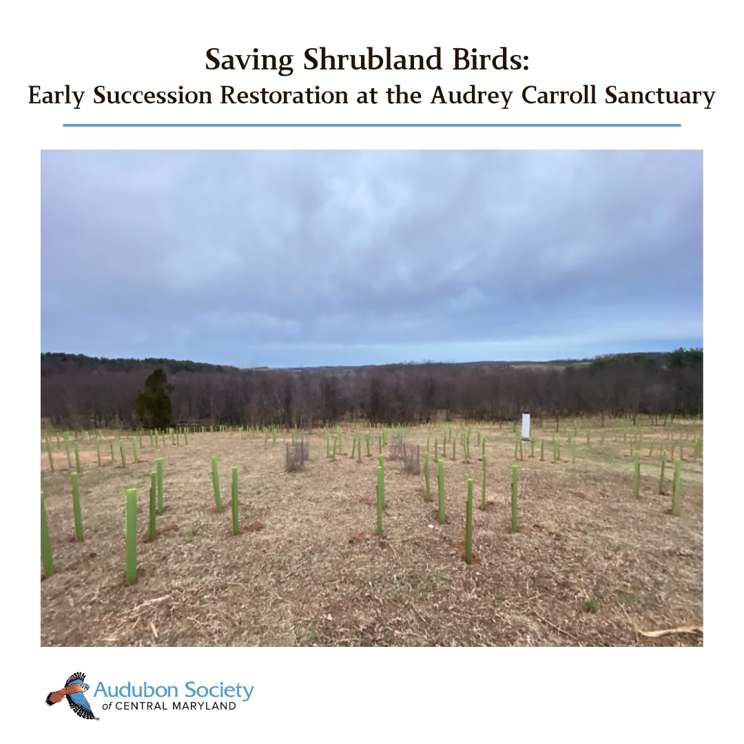 Restoring shrubland bird habitat at Audrey Carroll Sanctuary