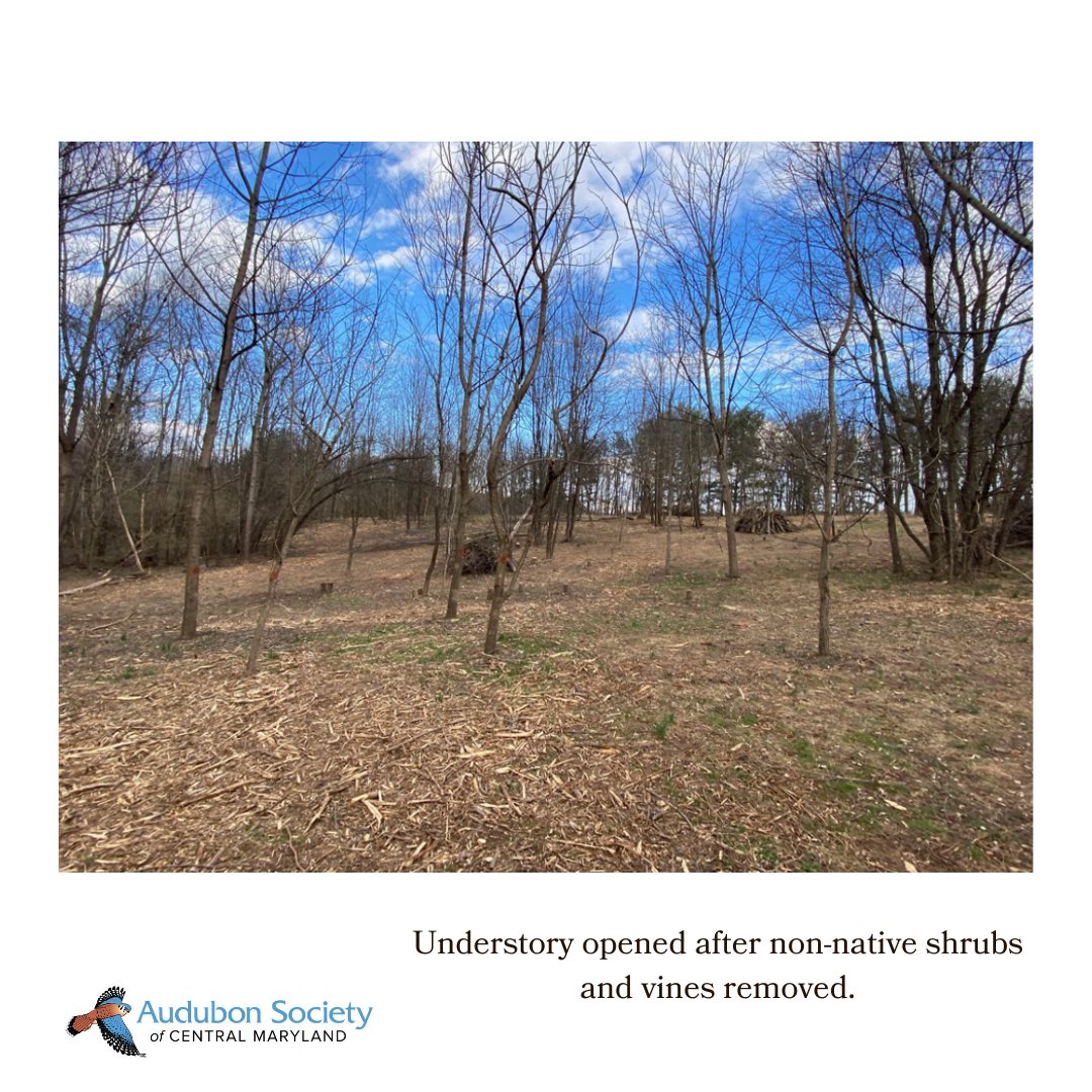 Restoring shrubland bird habitat at Audrey Carroll Sanctuary