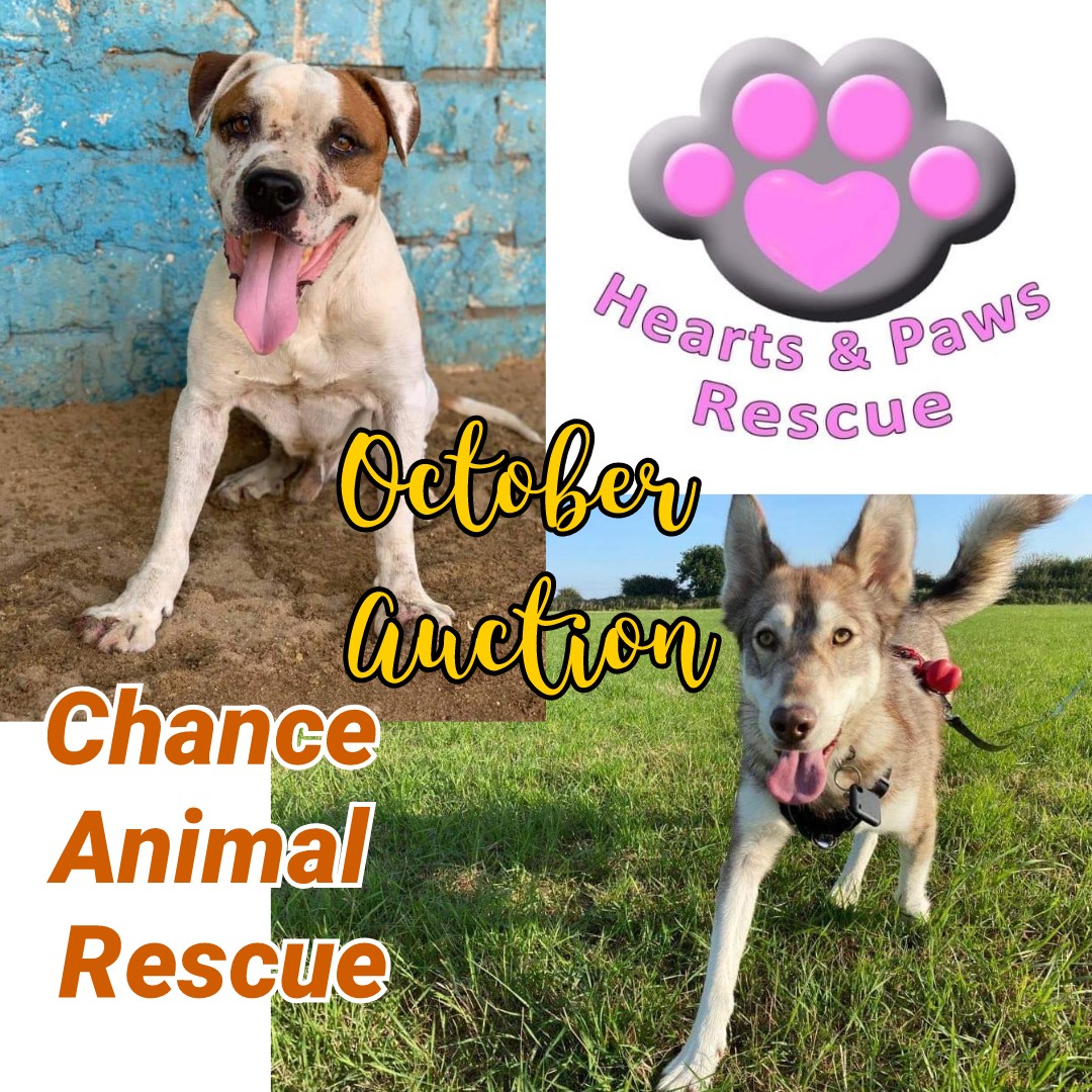 our little group - with help from... - Hearts & Paws Rescue | Facebook