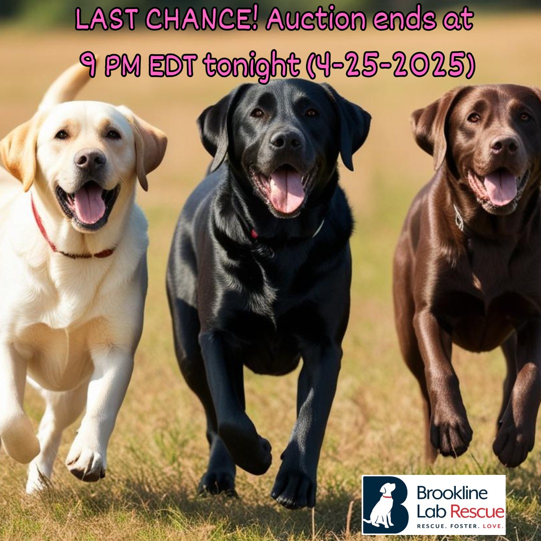 Brookline Labrador Retriever Rescue | Warrington PA