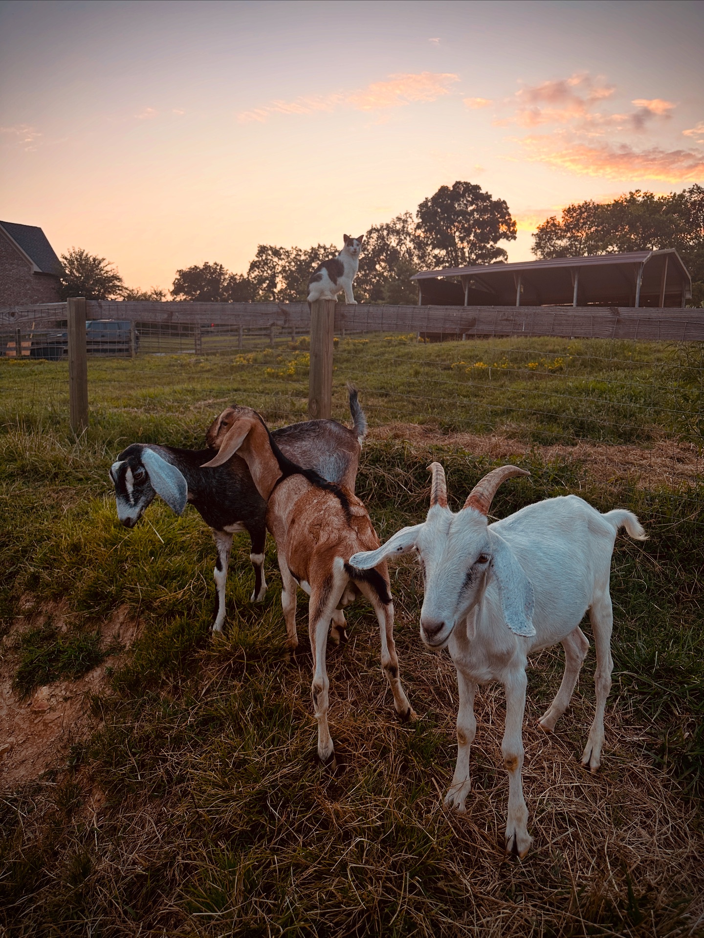 Pup & Roo Animal Sanctuary | Bon Aqua TN
