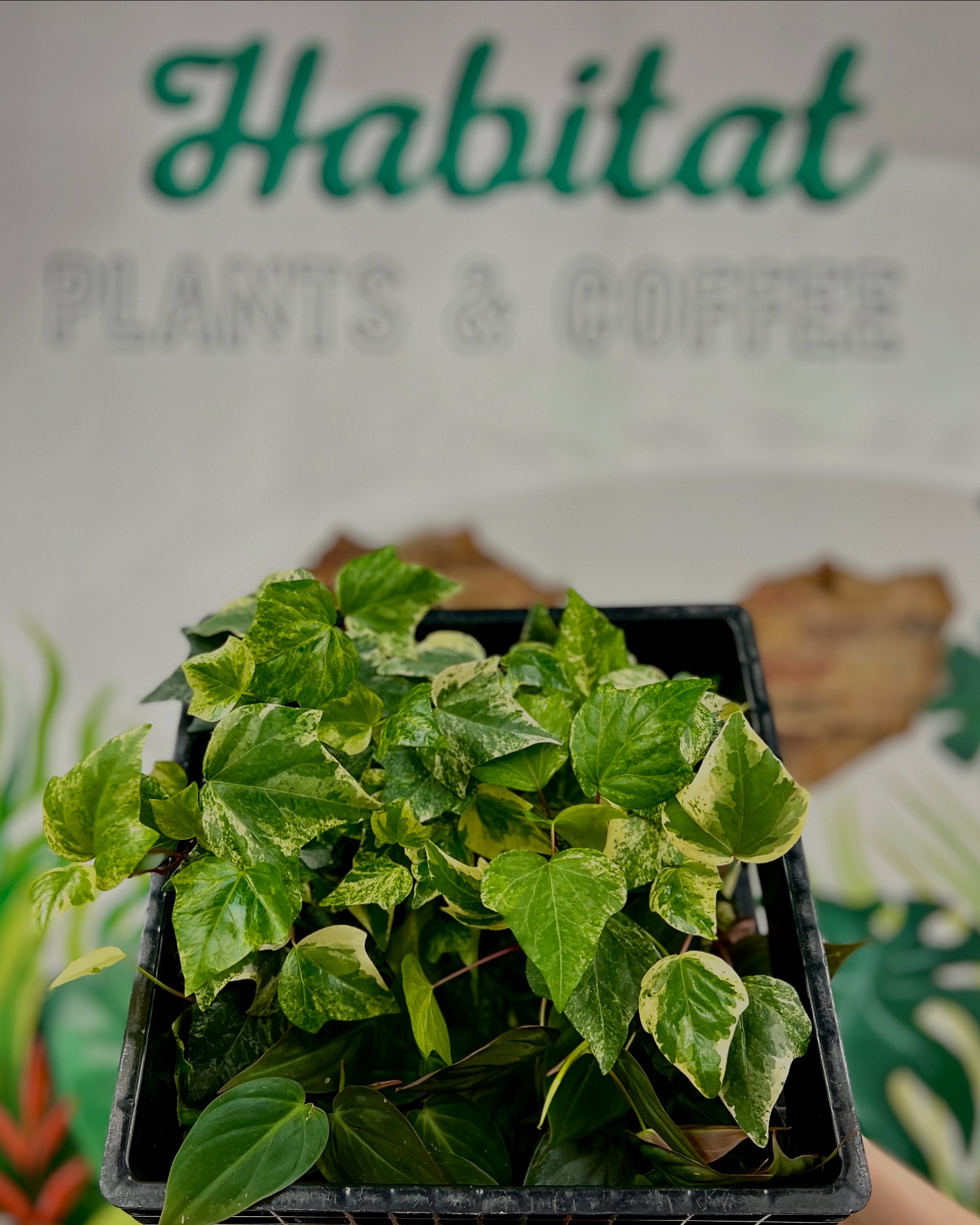 Habitat Plants + Coffee | McKinney TX