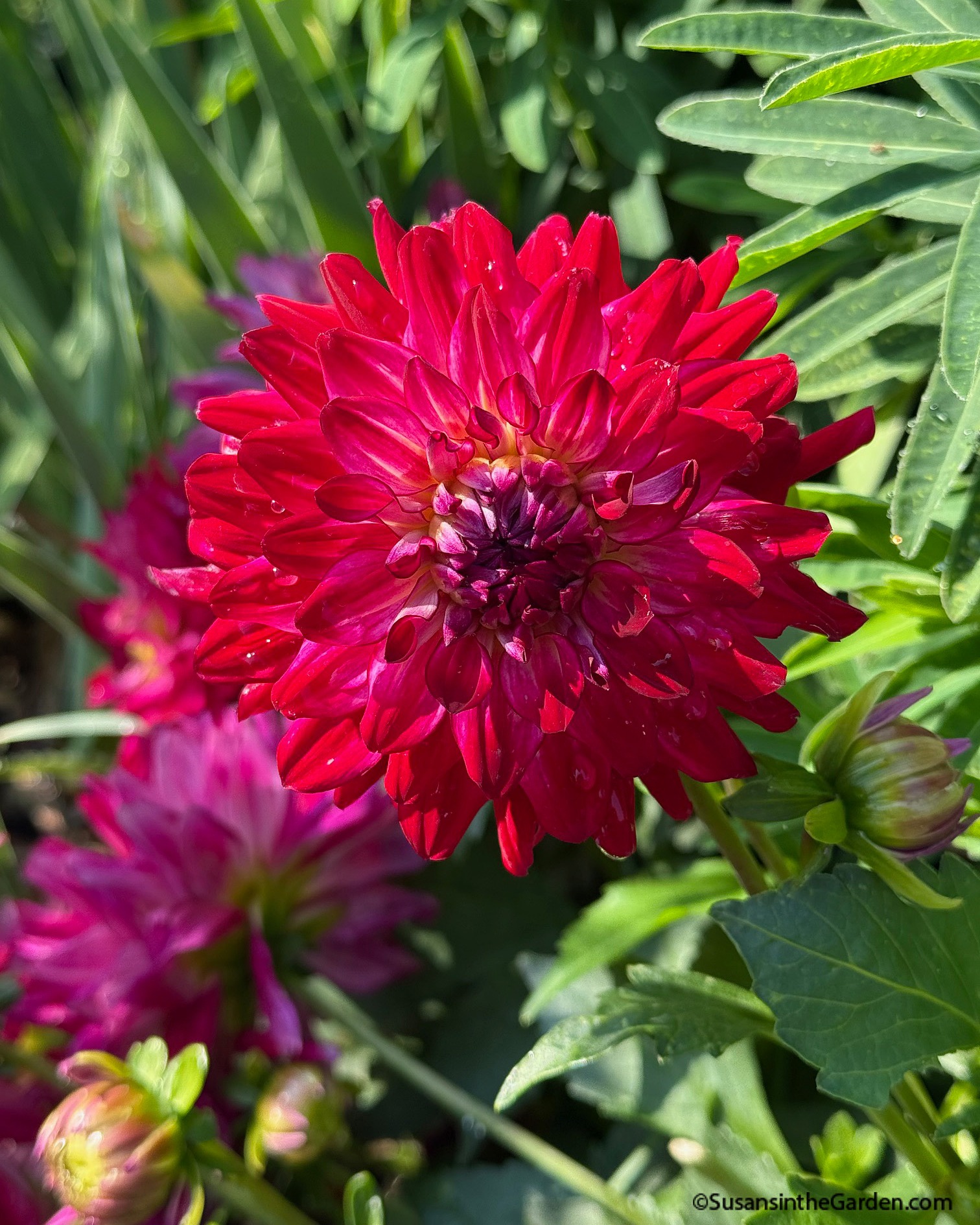 Susan - How do you like this dahlia?! It is MegaBoom 'Raspberry Ice ...