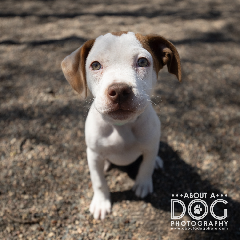 Tri-County - Update: Adopted! This is Hannah. She is small now, but she ...