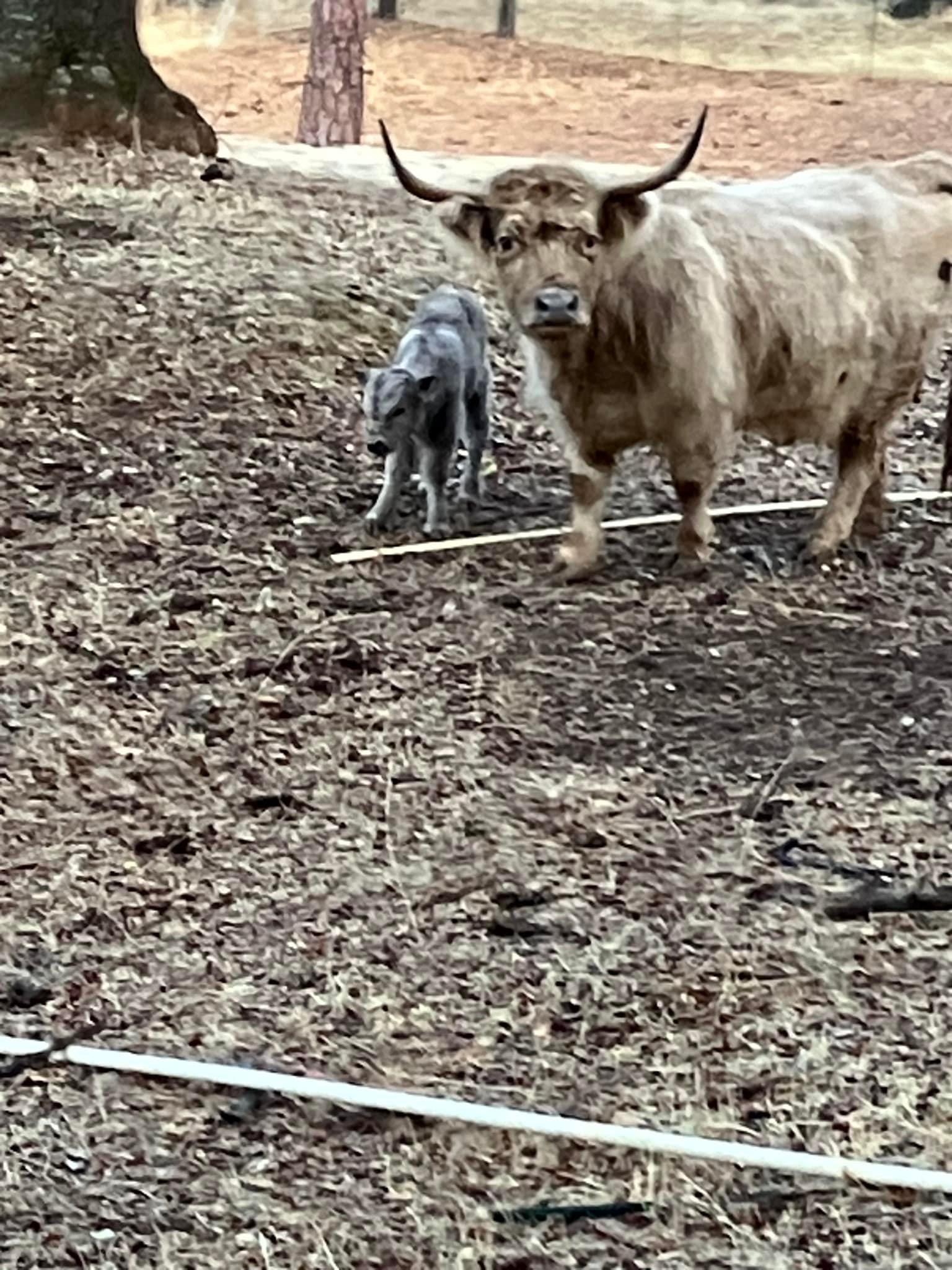 Snyder Ranch - Miniature Highlanders