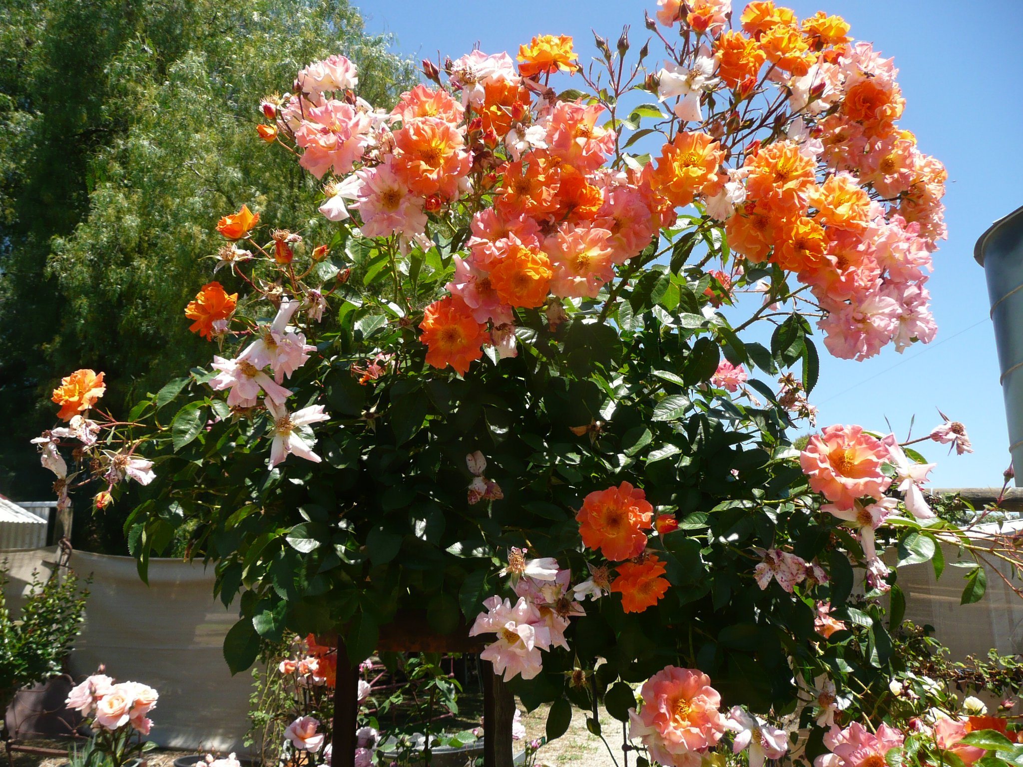Boxland Rose Garden Open Day