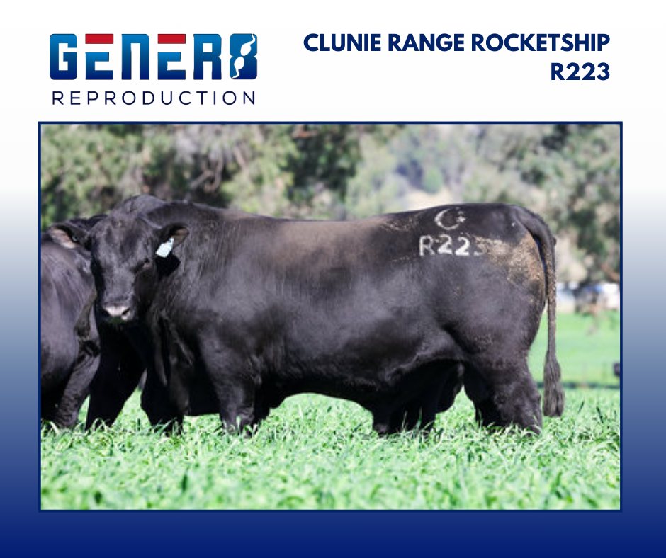Clunie Range Rocketship R223 This... - Gener8 Reproduction | Facebook