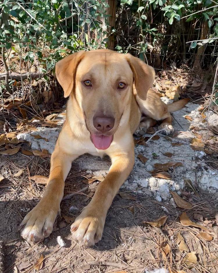 How adorable is Bree?! 😍 ️ She... - Sandy Paws Rescue Inc. | Facebook