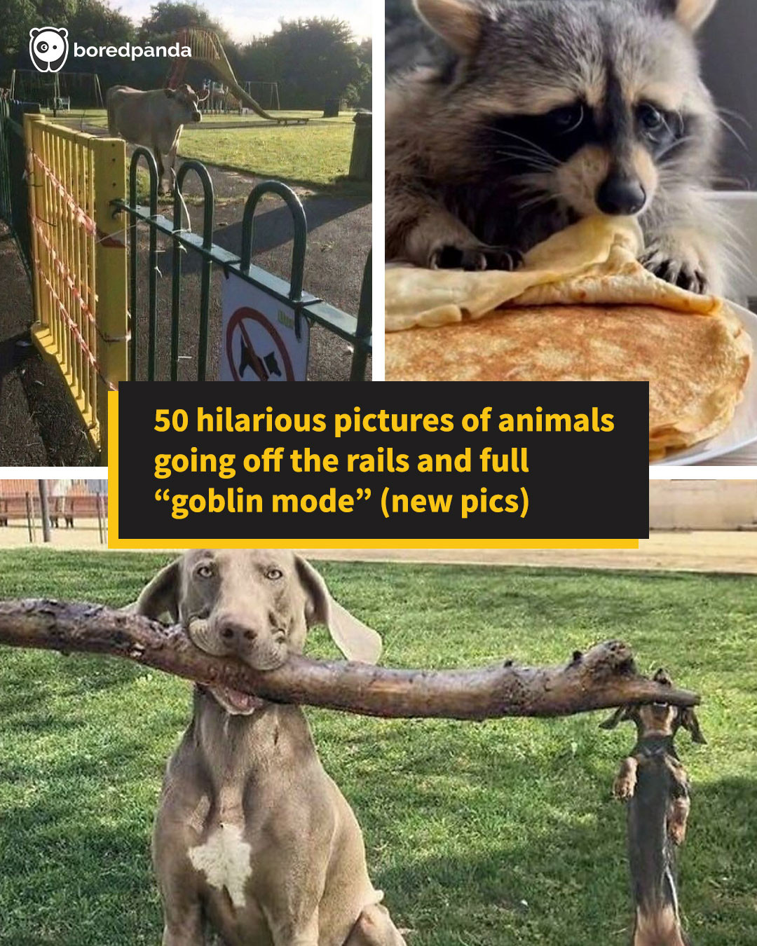 Lmao Mommy - 50 hilarious pictures of animals going off... | Facebook