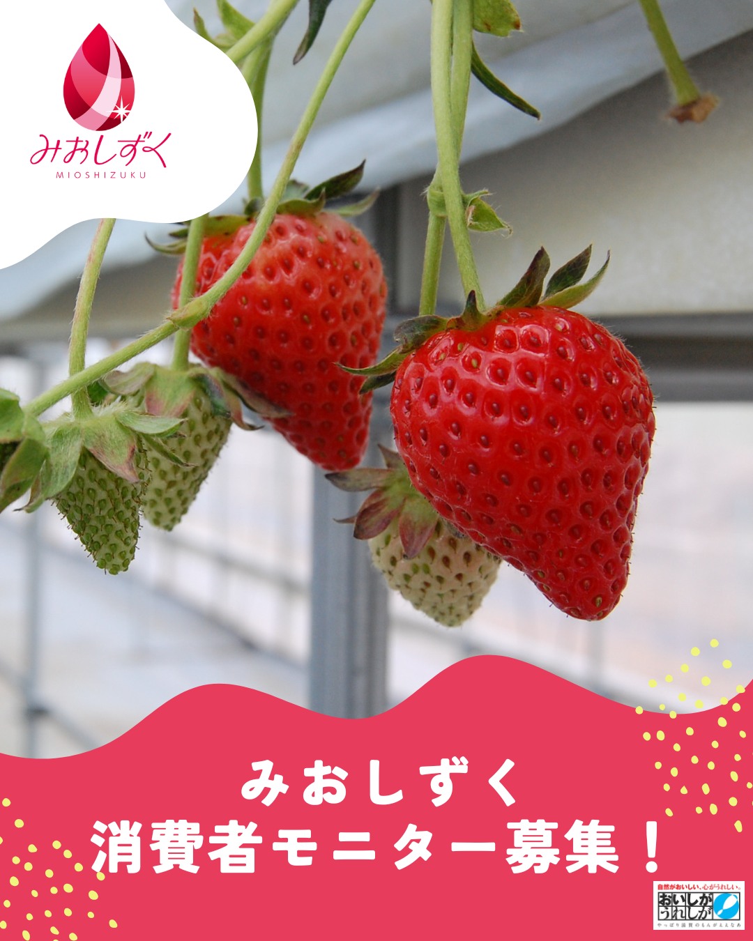 🍓【「みおしずく」消費者モニター募集！】🍓 さわやかな甘みと