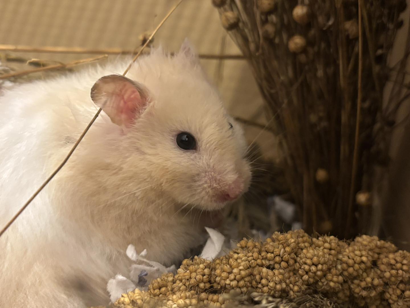 Bristol Rabbit Rescue And Friends | Bristol