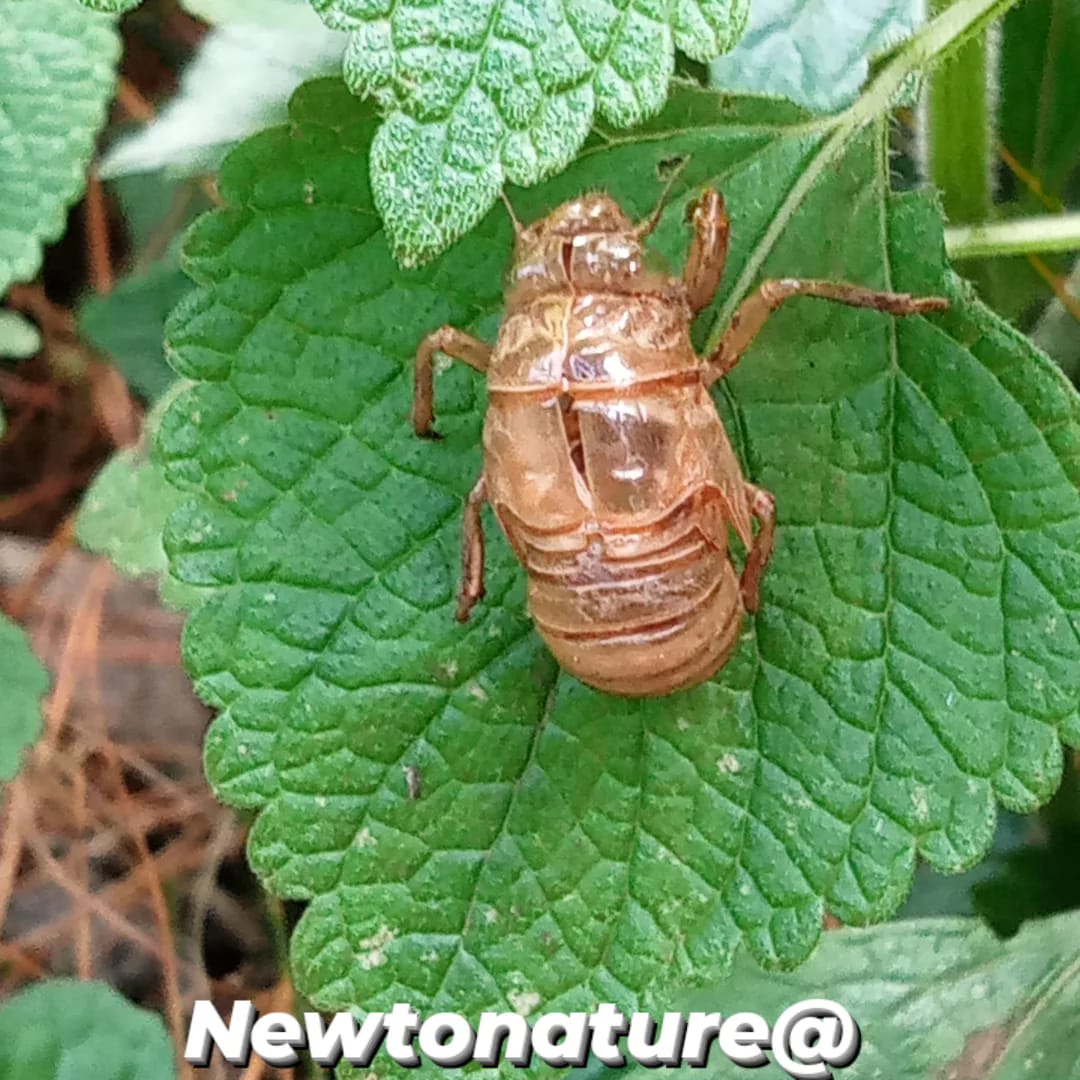 THE GIANT FOREST CICADA