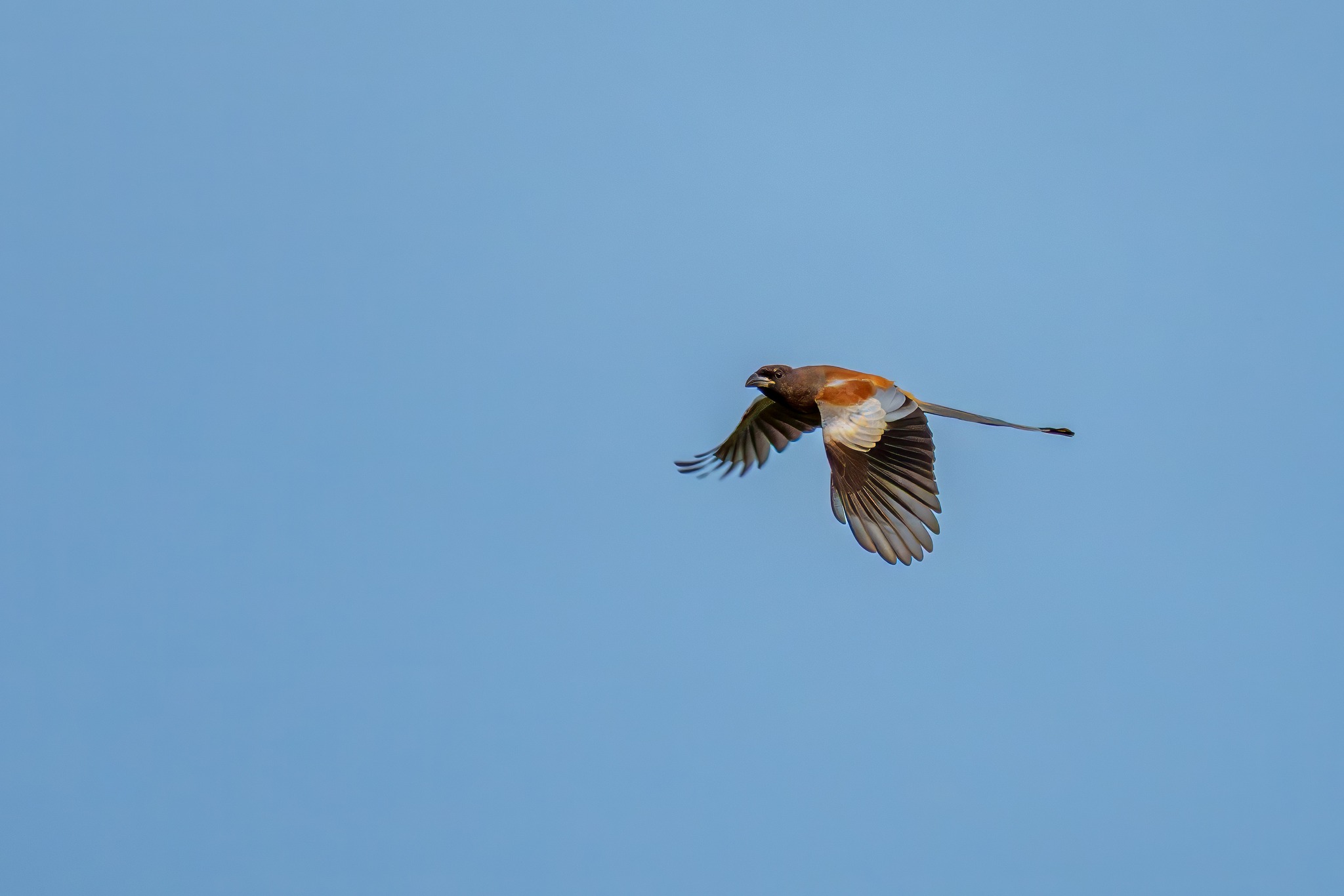 Amogha's - 𝐑𝐮𝐟𝐨𝐮𝐬 𝐓𝐫𝐞𝐞𝐩𝐢𝐞 Is a striking bird native to Southeast Asia ...