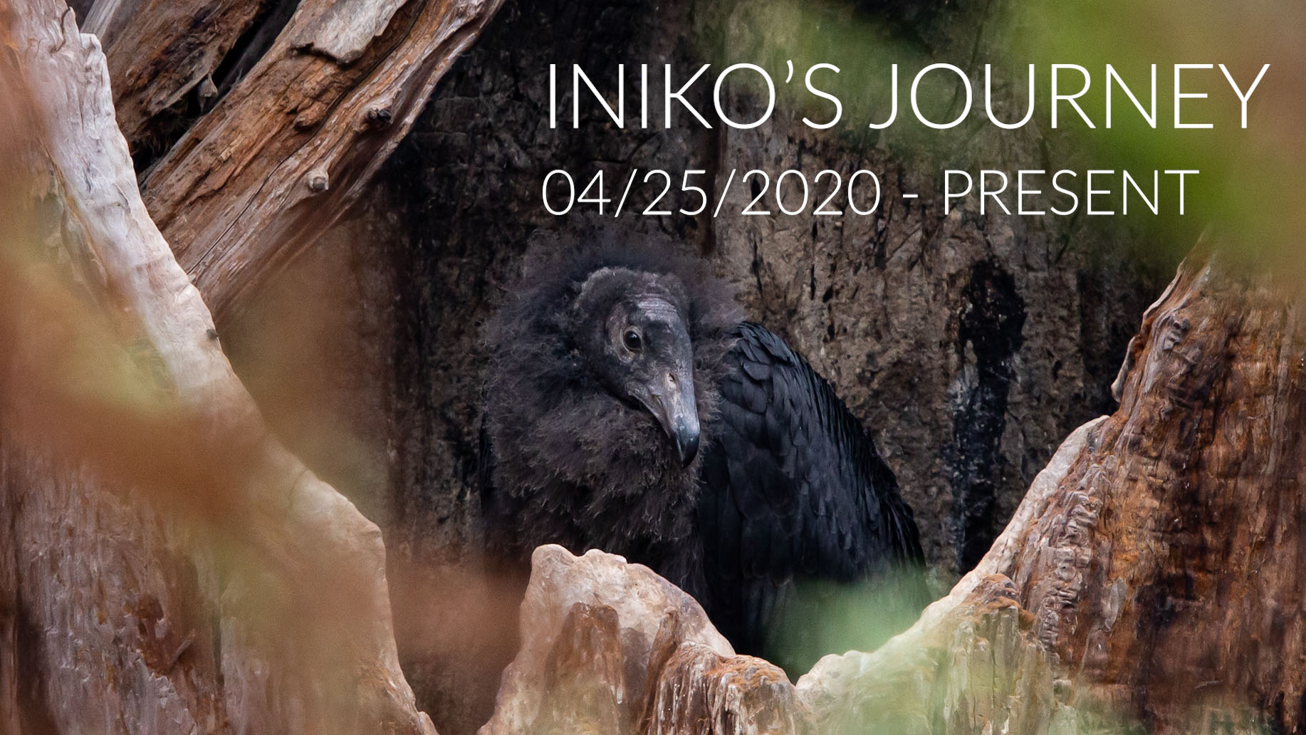 Ventana - Happy hatch day, Iniko! April 25, 2025, marks five years ...