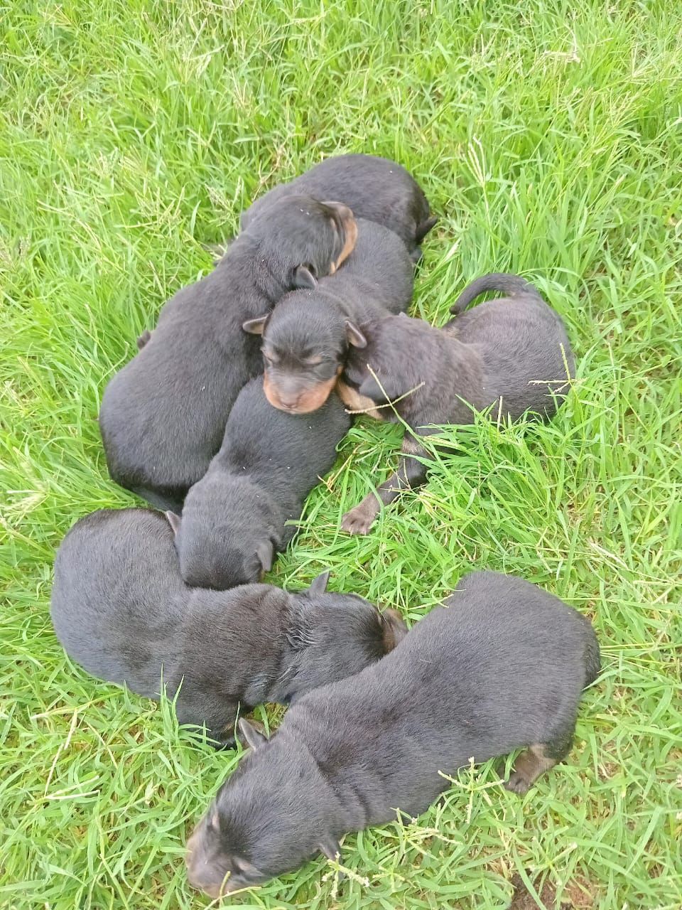 Virginia rottweiler club