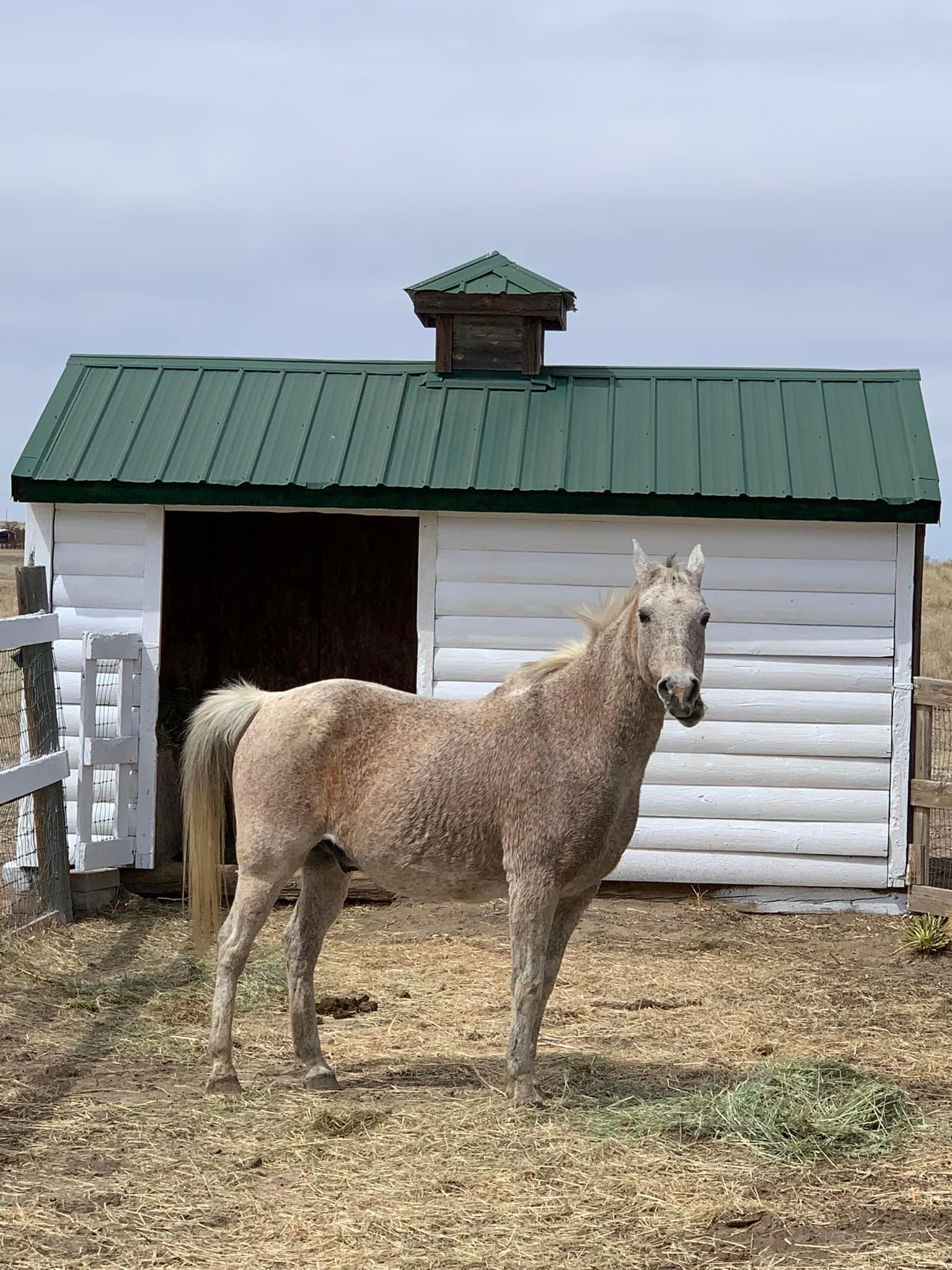 Look what we got…. His name is Shaw.... - Rolling Green Ranch